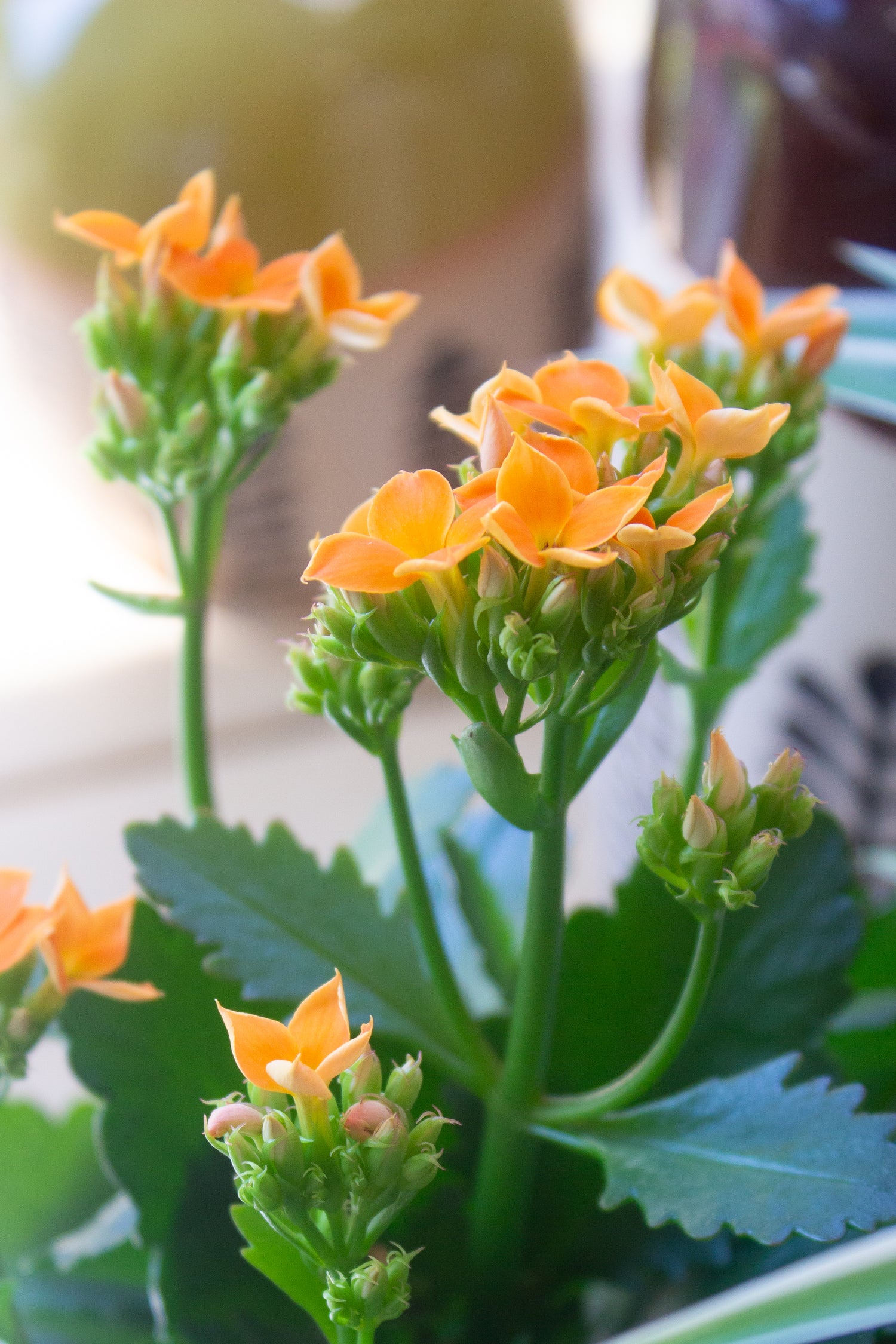 Orange Kalanchoe flowers