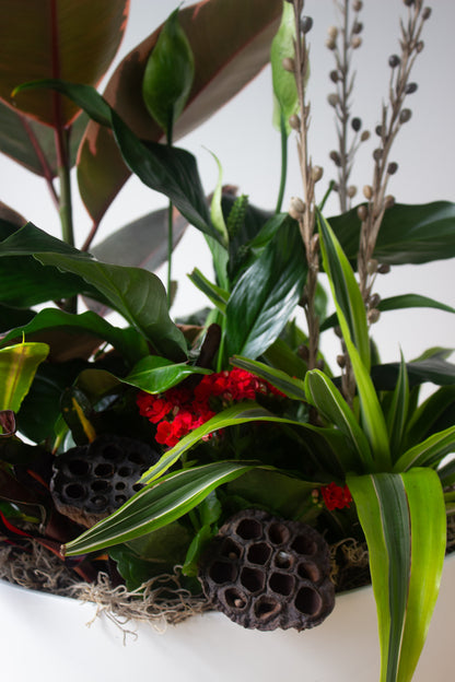 Close up of houseplant arrangement. Photography by Vibeke Silverthorne, 2023.