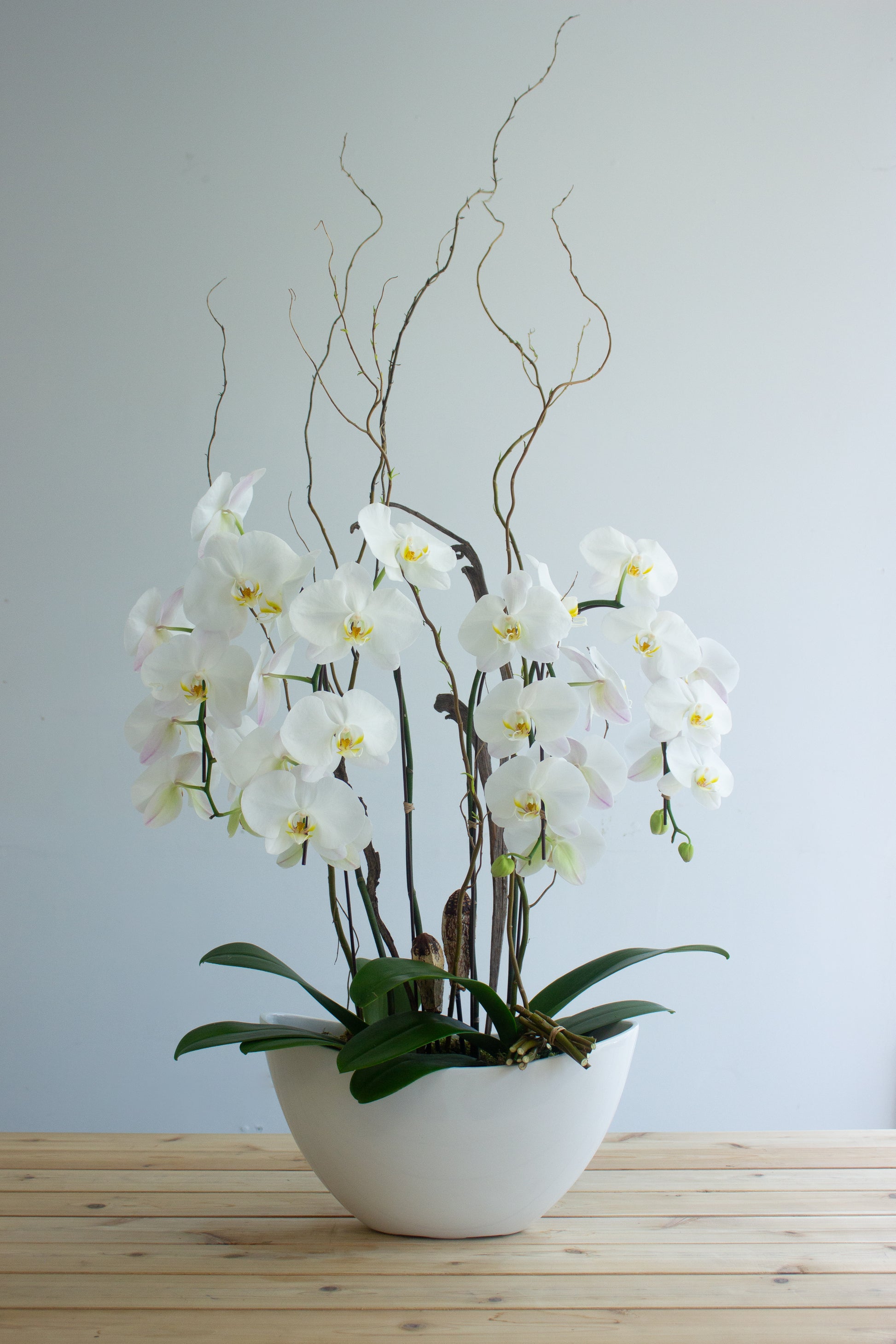 White Orchids. Photography by Vibeke Silverthorne, 2023.