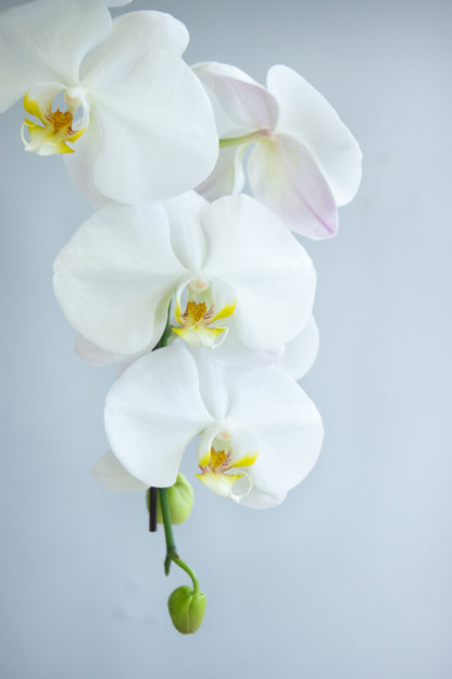 Closeup of white orchid. Photography by Vibeke Silverthorne, 2023